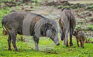 The Family of Indian boar. Sus scrofa cristatus