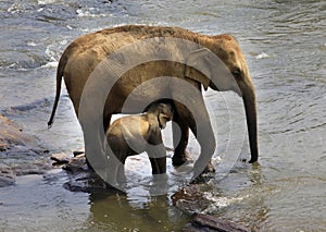 Family of Indian elephants.