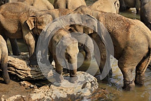 Family of Indian elephants