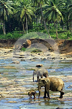 Family of Indian elephants