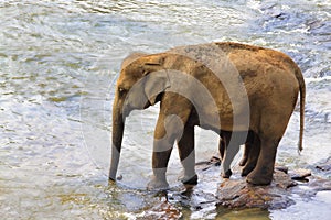 Family of Indian elephants