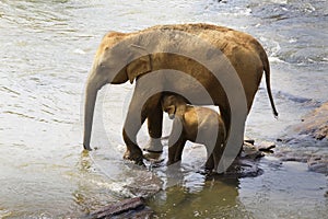 Family of Indian elephants.