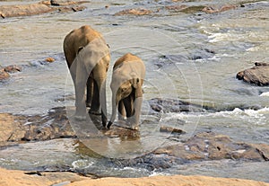 Family of Indian elephants.