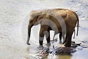 Family of Indian elephants.