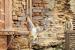 Family of Indian funny monkeys in Govardhana