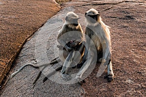 Family of indian langurs looking on the sunset