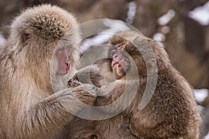 Family of Japanese Macaque monkeys