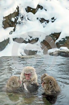 Family of Japanese macaques cleans wool each other in the water of natural hot springs. Grooming of Snow Monkeys.The Japanese
