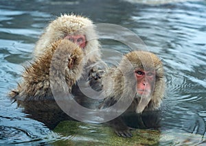 Family of Japanese macaques cleans wool each other in the water of natural hot springs. Grooming of Snow Monkeys.The Japanese