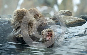 Family of Japanese macaques in the water of natural hot springs.