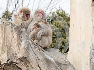 Family of Japanese monkeys