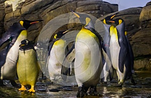 Family of king penguins together, aquatic flightless bird specie from antarctica