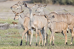 Family of kudu deer