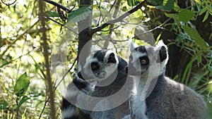 Family of lemurs catta in the forest