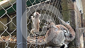 Family of lemurs grooming in zoo,