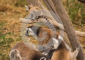 Family of lemurs playing on playground