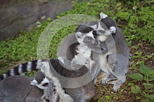 A family of lemurs playing at the zoo, ring-tailed lemur, lemur catta