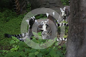 A family of lemurs playing at the zoo, ring-tailed lemur, lemur catta