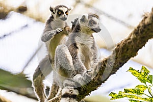 Lemus or Lemuroidea on a zoo photo