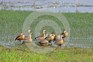 Family of lesser whistling duck