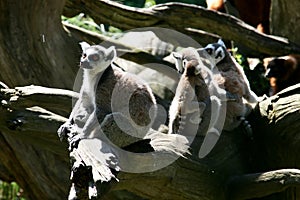 Family life of Ring-tailed Lemur monkeys