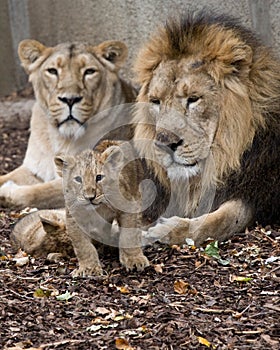 Family of lion