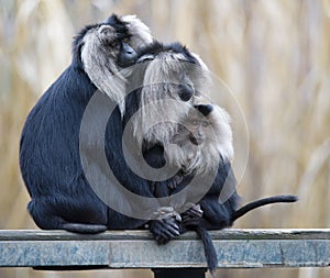 Family of Lion-tailed macaque Macaca silenus, or wanderoo, sitting on a tree watching different directions.