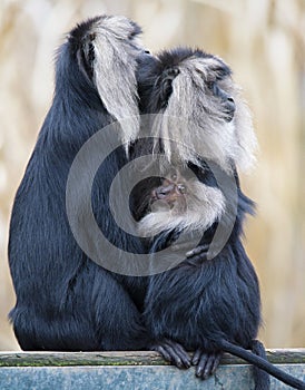 Family of Lion-tailed macaque Macaca silenus, or wanderoo, sitting on a tree watching different directions.