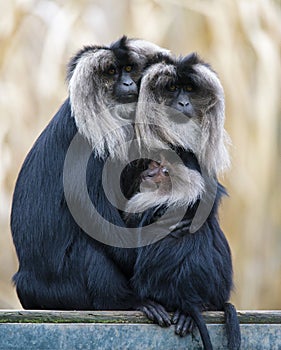 Family of Lion-tailed macaque Macaca silenus, or wanderoo, sitting on a tree watching different directions.