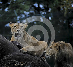 Family of Lions