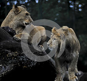 Family of Lions