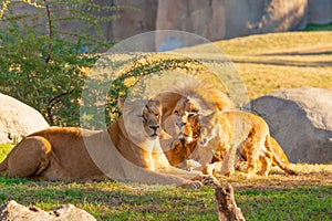 Family of lions in kenya