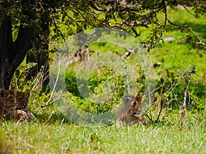 Family of lions Panthera Leo relaxing in the shadows of an umbrella thorn acacia in Serengeti Nationalpark