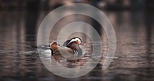 Family of little duckling and mandarin duck floating in a lake water