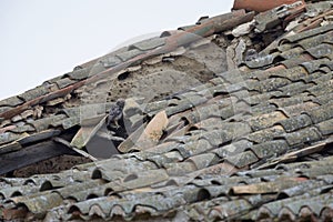 A family of little owls perched on a old broken down farmers roof in Algarve Portugal