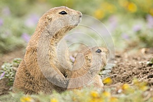 Family lookout for danger by prairie dogs