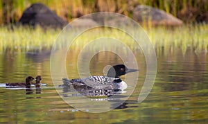 Family of Loons on a wild lake