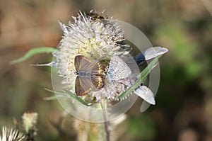 Family of Lycaenidae butterflies,  macrophotography - butterflies and wasp on a thistle