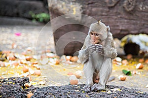 Family of Macaca fascicularis Long-tailed macaque, Crab-eating