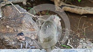 Family macaque monkey in thailand