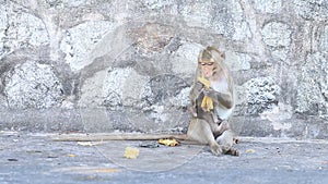 Family macaque monkey in thailand