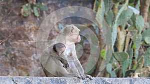 Family macaque monkey in thailand