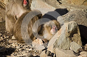 Family of Macaque Snow Monkeys