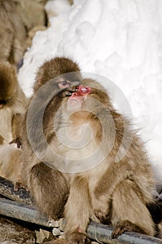 Family of Macaque Snow Monkeys