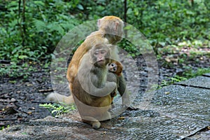 Family of Macaques in Zhangjiajie national park,