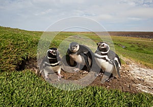 Family of Magellanic penguins standing by a burrow