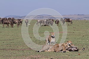 Family of majestic Cheetahs sitting and resting with buffaloes in the background