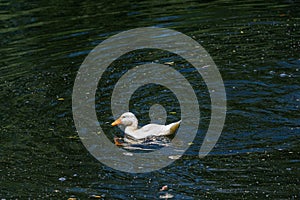 Family of mallard ducks with 2 white ducklings