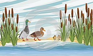 Family of mallard ducks Anas platyrhynchos. A drake, a duck and two ducklings learn to swim. Lake shore with reeds. Sandy shore of