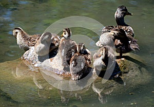 A family of mallard ducks, mother and ducklings